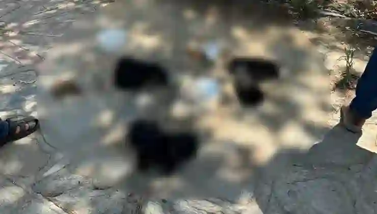 İzmir’de hayvan katliamı: Zehirli etleri çocuklara dağıttırmış