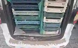 Kaçak avcılığa operasyon: 240 kilogram kurbağaya el konuldu