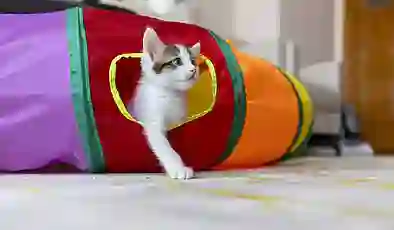 Kanser tedavisinde yeni umut kediler