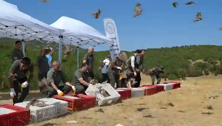 Kene mücadelesi sürüyor! 1 milyon keklik doğaya salındı