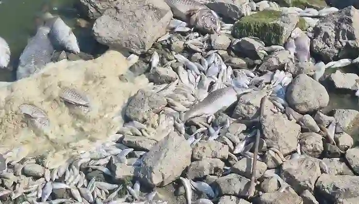 Manyas Gölü’nde toplu balık ölümleri: Kuş Cenneti tehlikede