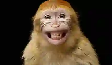 Maymun beyni gibi çalışan bilgisayar geliştirildi