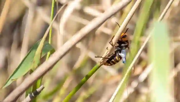 Nükleer silah tesisinde radyoaktif arı yuvaları bulundu