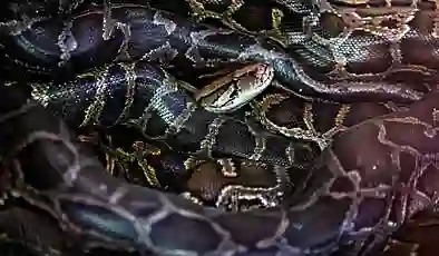 Piton istilasına karşı “robot tavşan” planı