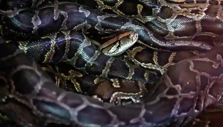 Piton istilasına karşı “robot tavşan” planı