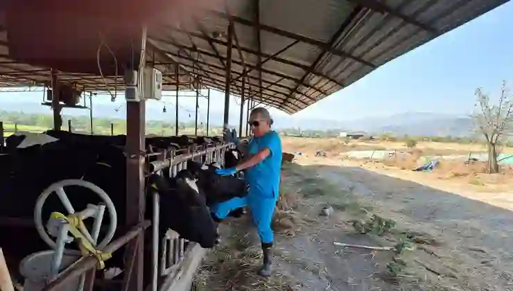 Şap karantinası: Giriş çıkışlar yasaklandı