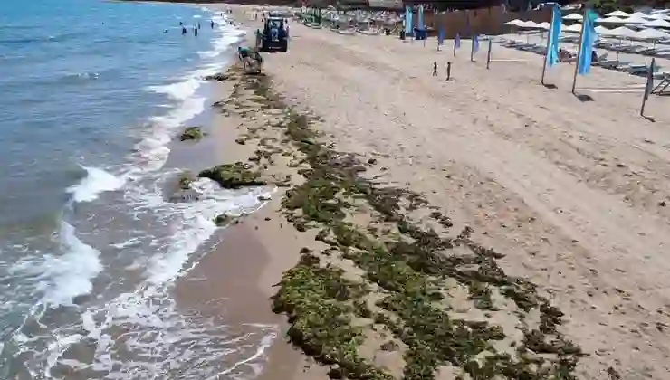 Şile’de deniz adeta yosun kustu