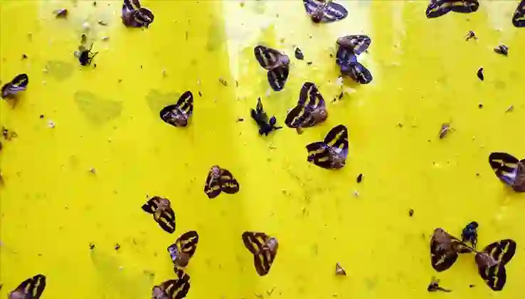 Uzmanlardan Uyarı: Vampir Kelebek yayılıyor