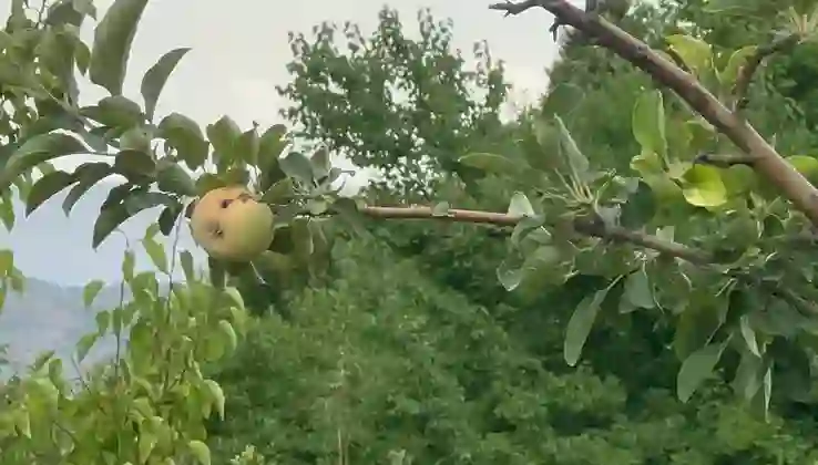 Yüzyılın donu vurdu: Sadece bir elma yetişti o da çürük çıktı