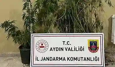 Aydın’da 22 kök kenevir ele geçirildi