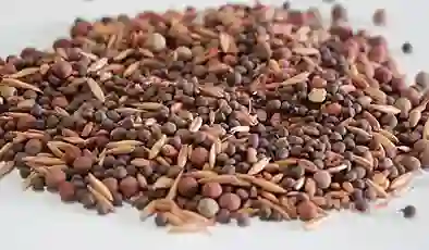 Bakan Yumaklı’dan İsrail tohumu iddialarına yanıt