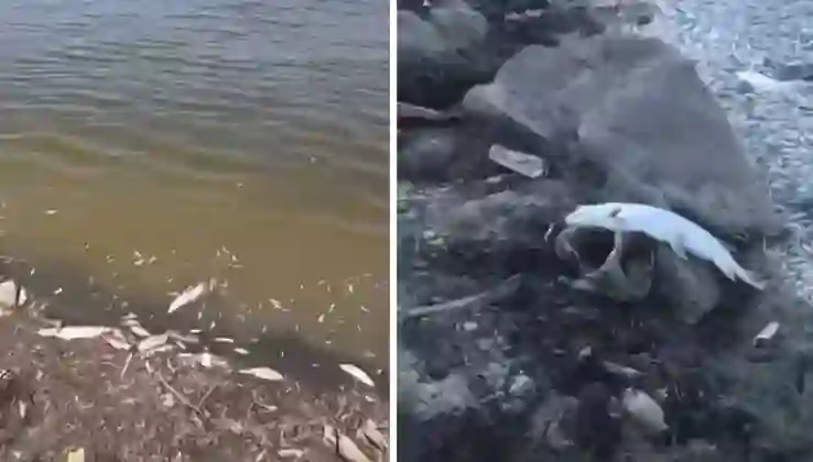 Bursa’da acı tablo: Yüzlerce balık kıyıya vurdu