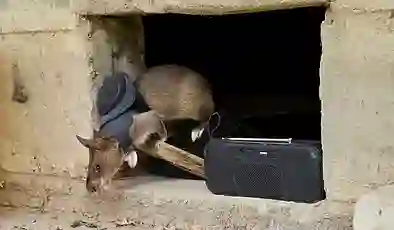 Depremden mayın tarlasına: Kahraman sıçan ordusu hayat kurtarıyor