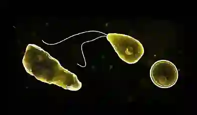 Hindistan’da beyin yiyen amip alarmı: 19 ölüm vakası bildirildi