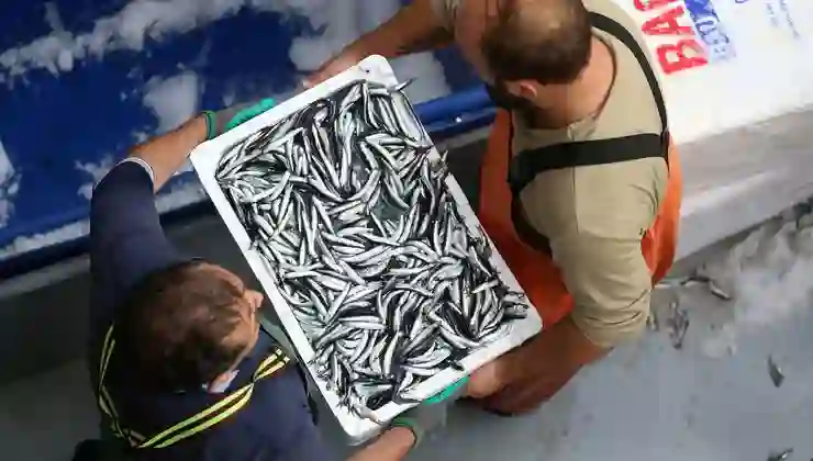 Karadeniz’de hamsi bolluğu