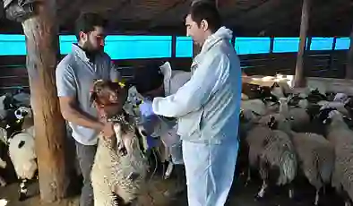 Kars’ta küçükbaş hayvanlara kayıt altına alınıyor