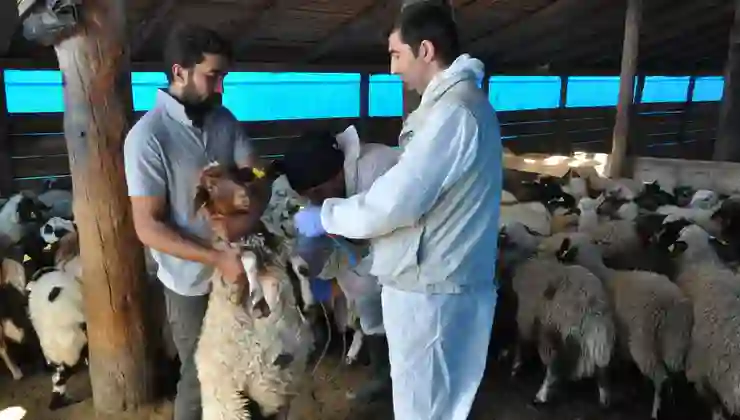 Kars’ta küçükbaş hayvanlara kayıt altına alınıyor