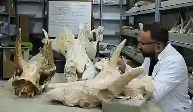 Kayseri’de tarihi keşif: 7,7 milyon yıllık 3 fil kafatası bulundu!