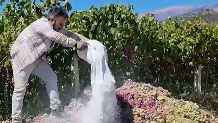 Manisa’da yasaklı ilaç kullanılan 6 ton üzüm imha edildi