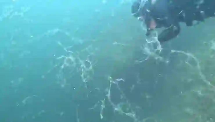Marmara’da yine ortaya çıktı: 10 metre derinlikte oluştu