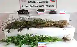 Samsun’da jandarma 2 kilo 355 gram esrar ele geçirdi