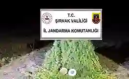 Şırnak’ta kaçakçılık operasyonları: Bir haftada 44 kişi yakalandı