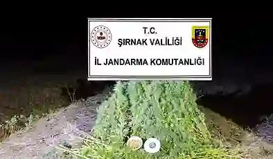 Şırnak’ta kaçakçılık operasyonları: Bir haftada 44 kişi yakalandı