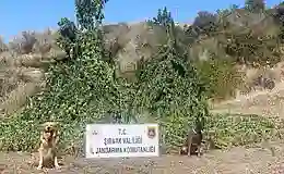 Şırnak’ta kenevir operasyonu: 5 kişi gözaltına alındı