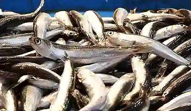 Türkiye hamsi ihracatından 8 ayda 9,9 milyon dolar kazandı