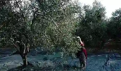 ‘Yok’ yılı: Zeytinyağı fiyatları artıyor