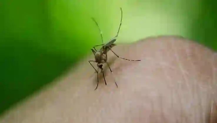 Yunanistan’da Batı Nil virüsü paniği: Bir haftada 2 kişi öldü