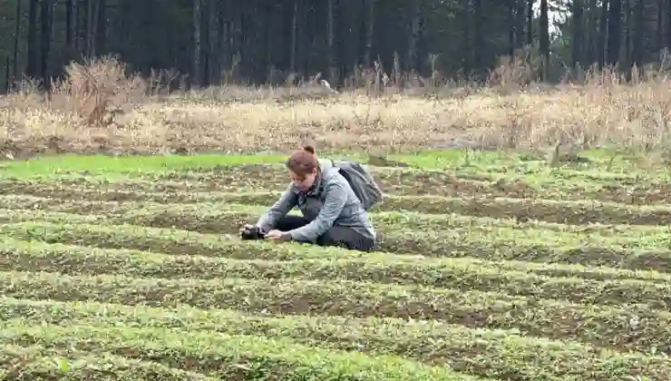 Dünyanın en pahalı baharatı… Karabük’te hasat başladı: Kilosu 600 bin lira