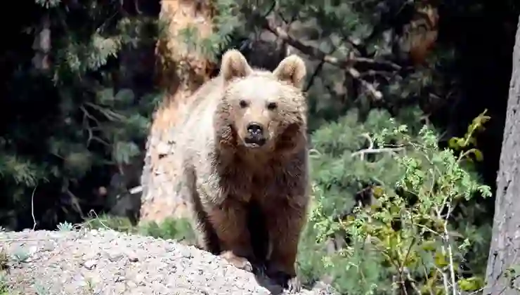 Vahşi ayı, hayvanat bahçesine girip kafesteki ayıları izledi