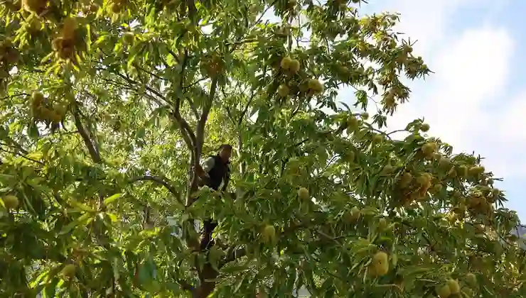 60-70 metre yükseklikten toplanan karbonhidrat ve protein deposu: Fiyatı iyi, işçi bulunmuyor