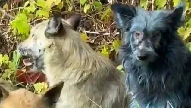 Çernobil’de “mavi köpekler” görüldü: Bilim insanları alarma geçti