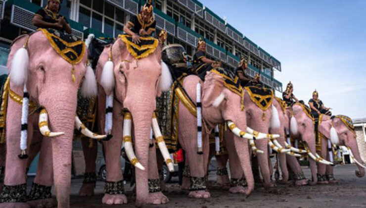 Pembe filler Tayland’da merhum kraliçe için yürüdü