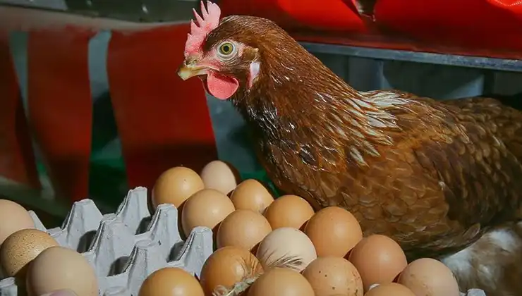 Yumurta üretimi yıllık yüzde 5,3 azaldı