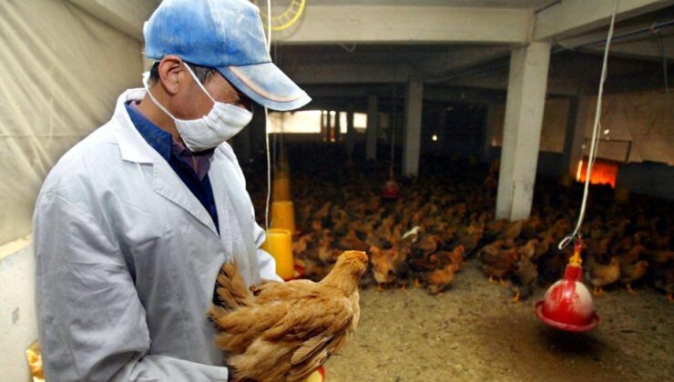 Fransız sağlık yetkilileri: Kuş gribi COVID’den daha kötü bir pandemi riski taşıyor