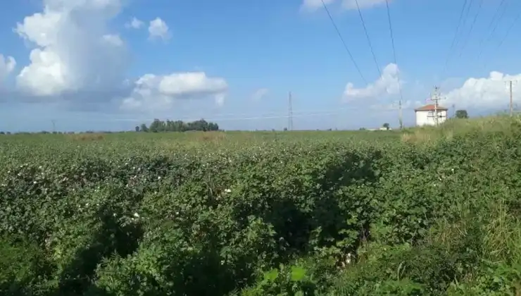 Söke’de zararlı popülasyonunda artış görüldü