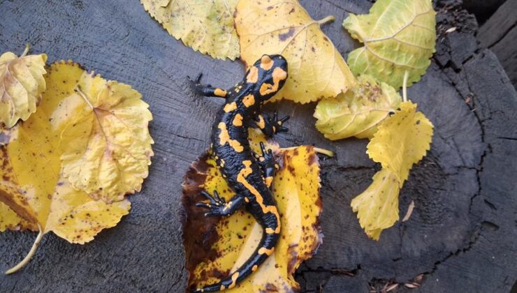 Nesli tehlike altındaki "Türk semenderi", Adana’da görüldü