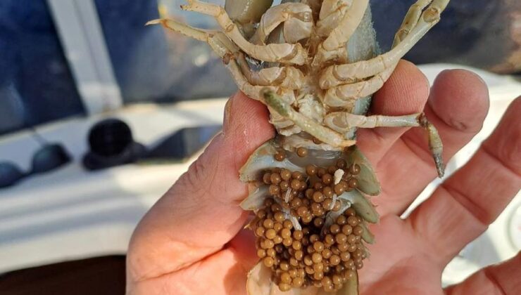 Eğirdir Gölü’nde ele geçirildi: Ekipler hepsine el koydu