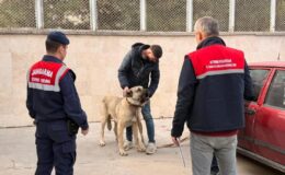 Köpek dövüştüren 12 kişi gözaltına alındı