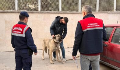 Köpek dövüştüren 12 kişi gözaltına alındı