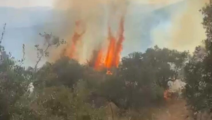 Aydın’da orman yangını kontrol altına alındı