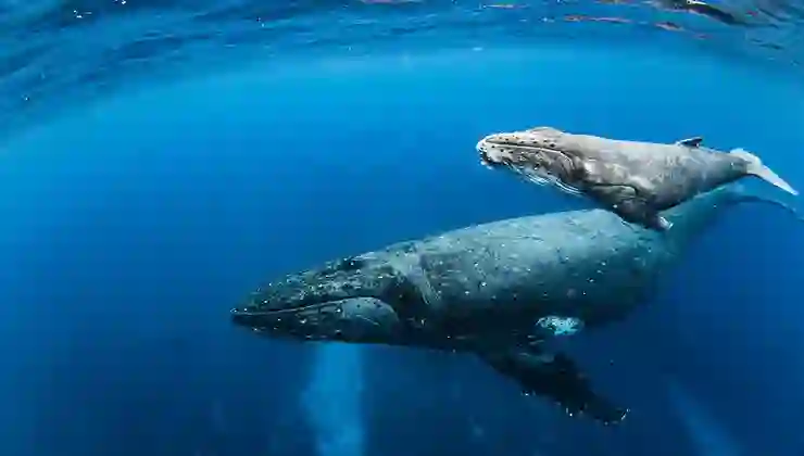 Uzun yaşamın anahtarı balinada: İnsan ömrünü uzatmanın sırrı çözüldü