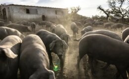 İspanya’da 30 yıl sonra görülen ilk Afrika Domuz Vebası Salgını: Salgının kaynağı bozuk bir sandviç olabilir!