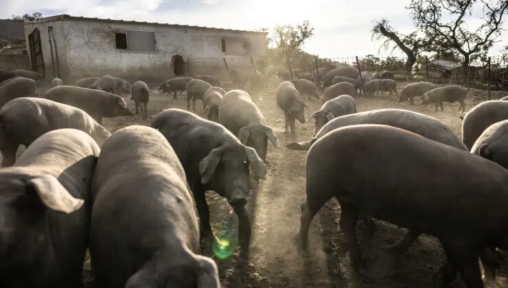İspanya’da 30 yıl sonra görülen ilk Afrika Domuz Vebası Salgını: Salgının kaynağı bozuk bir sandviç olabilir!
