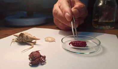 Türkiye kıyılarında bir ilk: Hint-Pasifik kökenli yeni yengeç türü tespit edildi