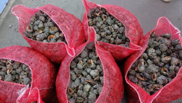 Sayıları her geçen gün artıyor. Karadeniz için büyük tehlike