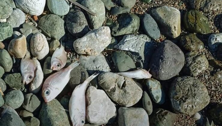 Datça’da ölü balıklar sahile vurdu